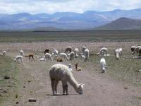 Paysage Altiplano, Pérou